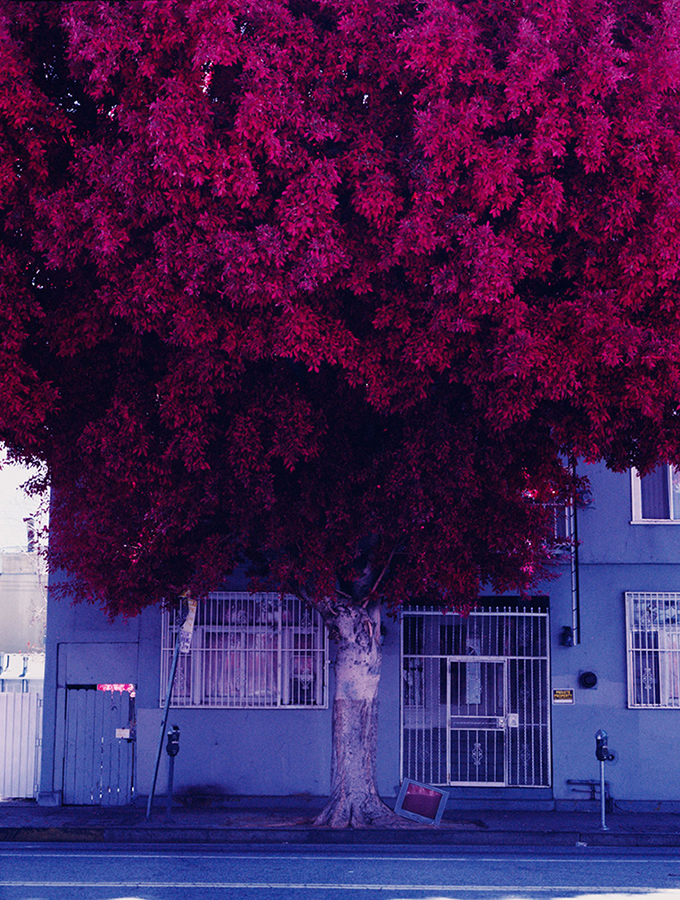 a tree in los angeles