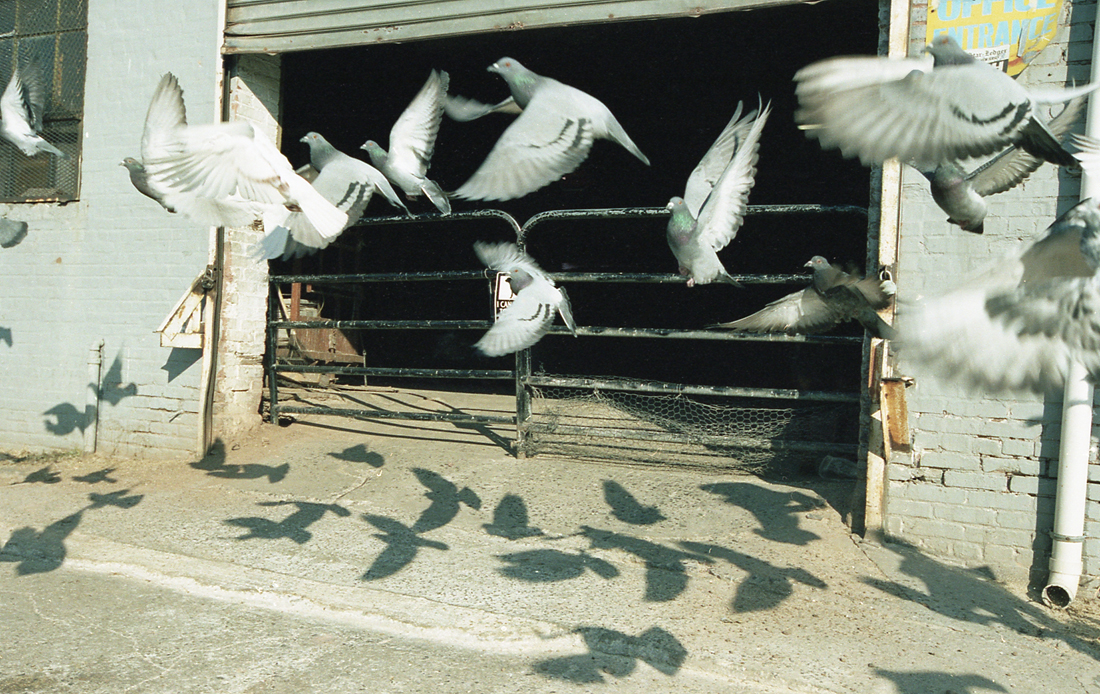 Birds in Flight