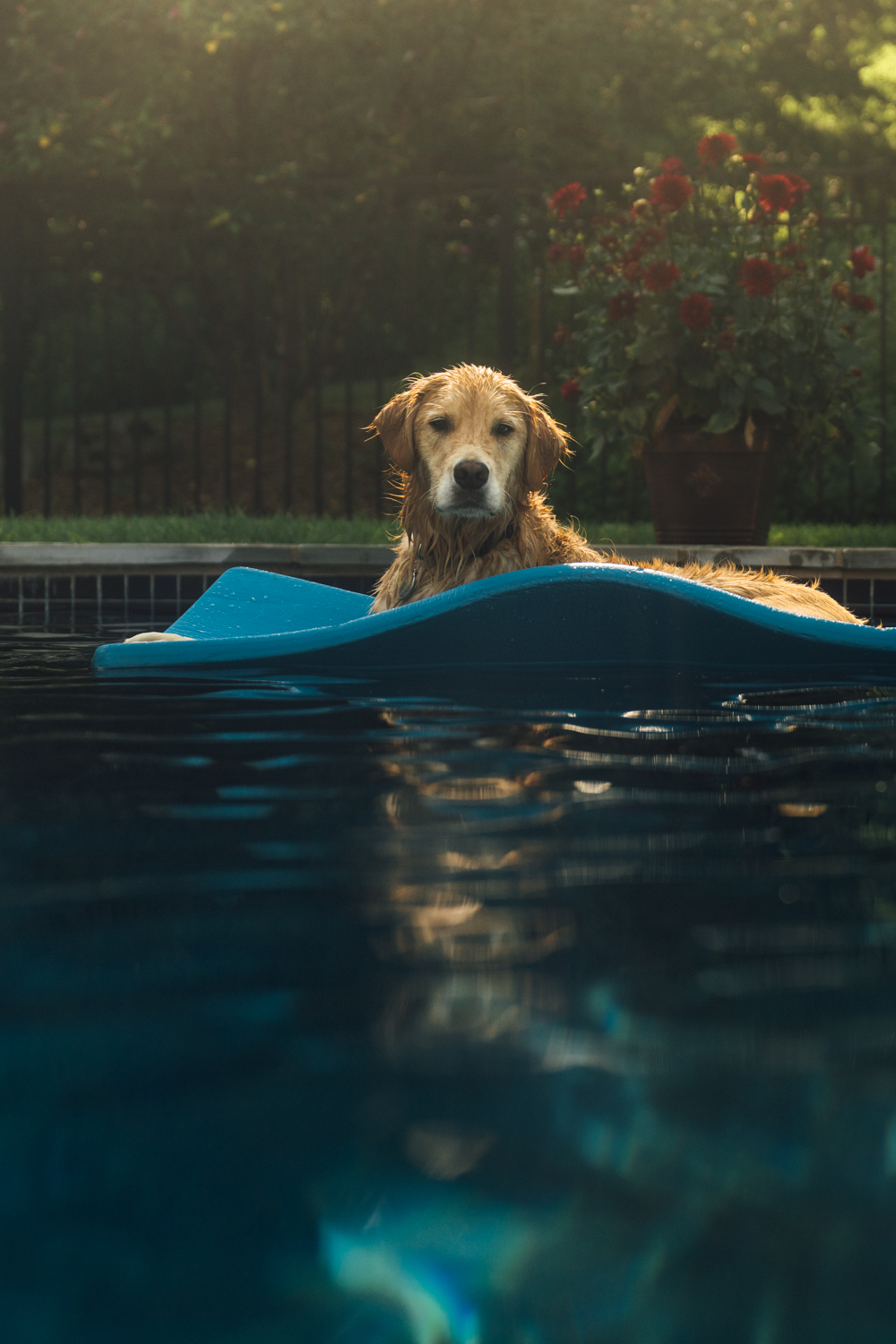 dog portrait in a pool