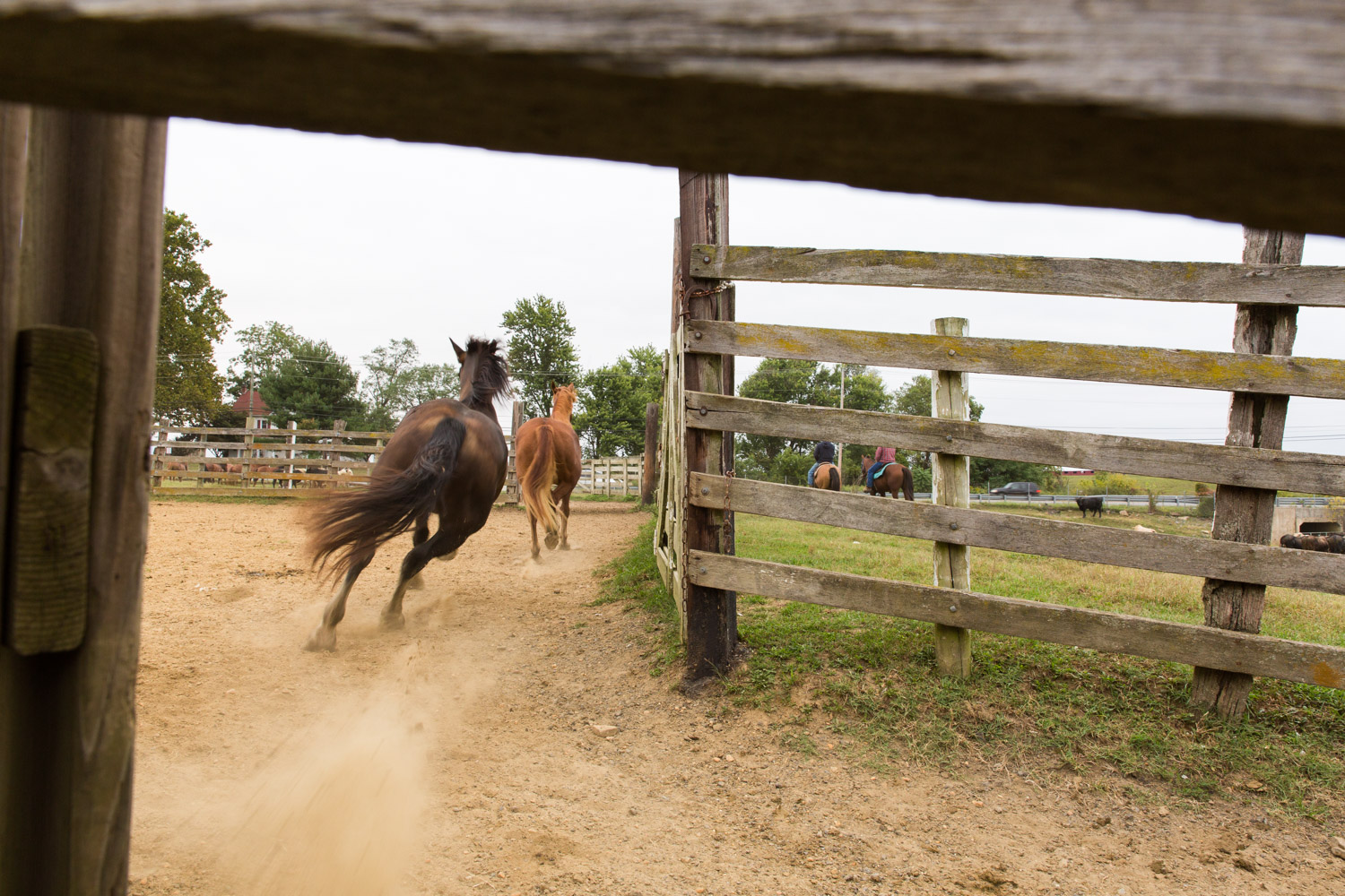 horses