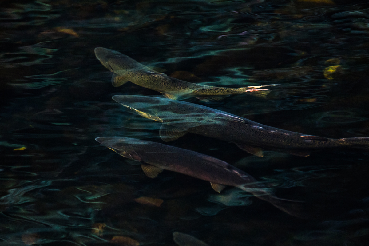 spawning salmon at the surface