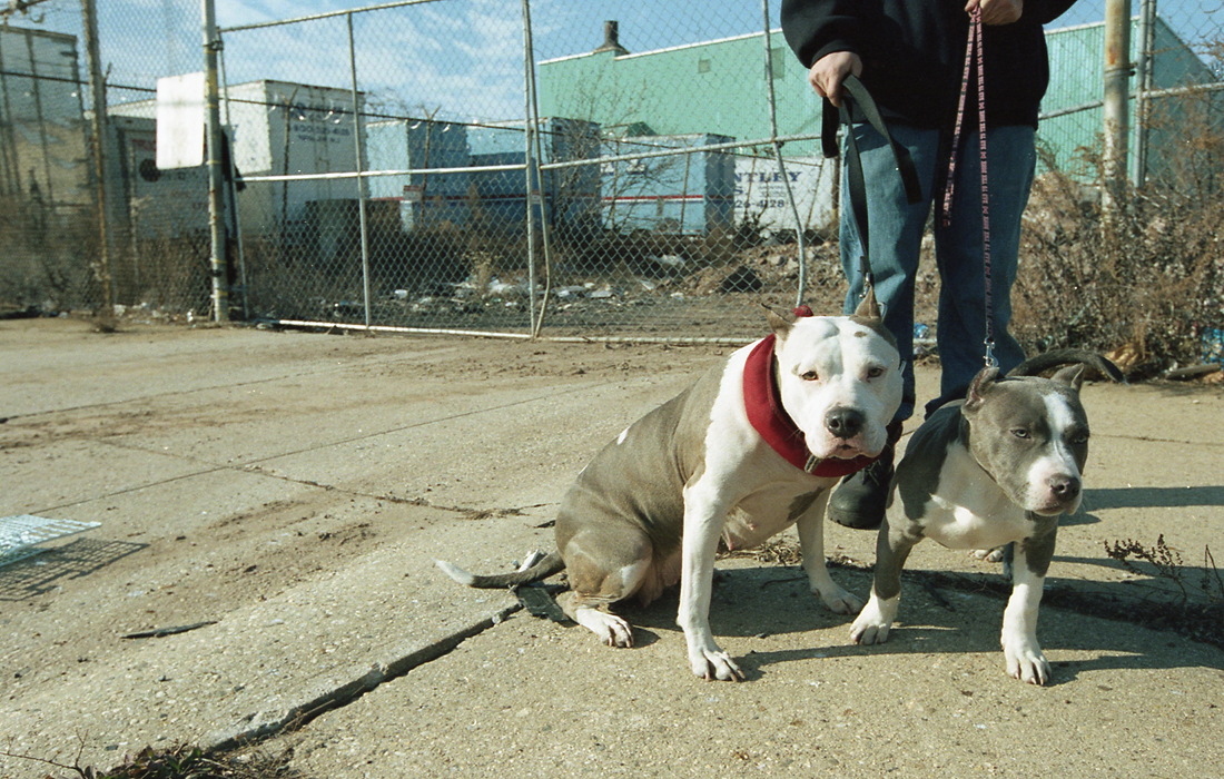 Street Dogs