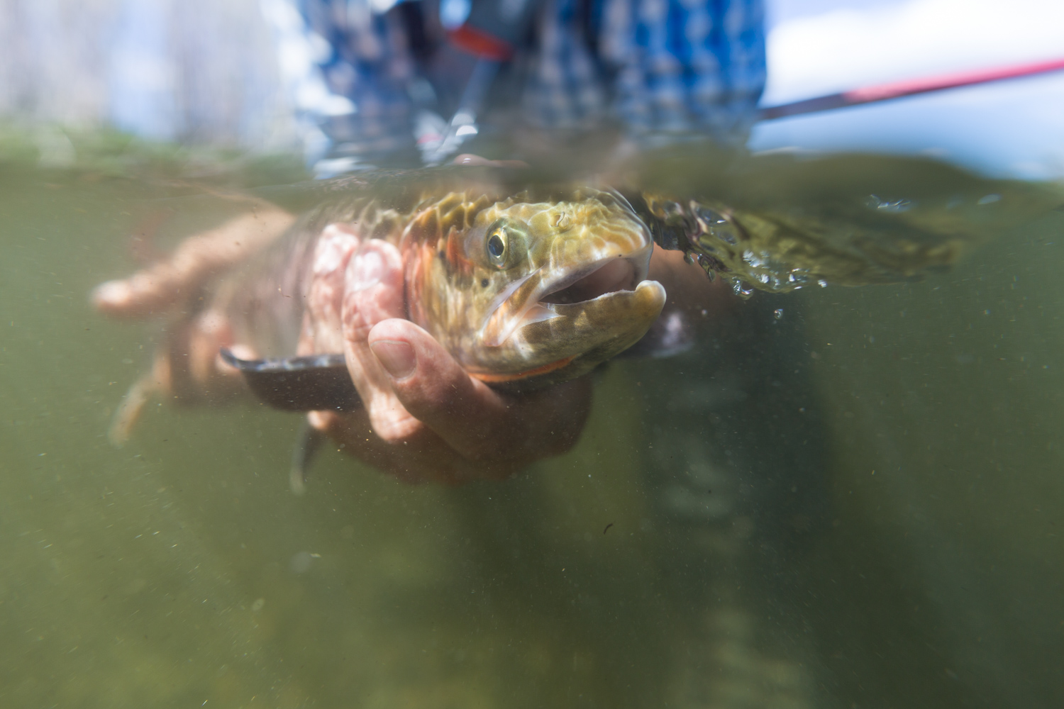 trout underwater
